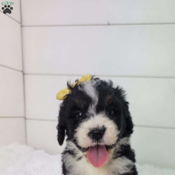 Britt, Bernedoodle Puppy