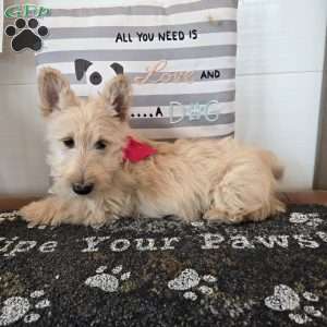 Victor, Scottish Terrier Puppy