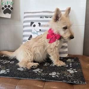 Victor, Scottish Terrier Puppy