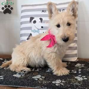 Victor, Scottish Terrier Puppy