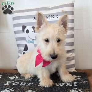 Van, Scottish Terrier Puppy