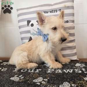 Van, Scottish Terrier Puppy