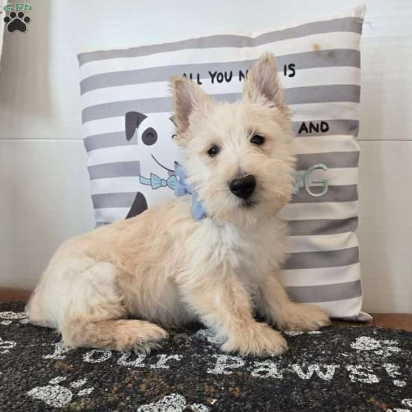 Van, Scottish Terrier Puppy