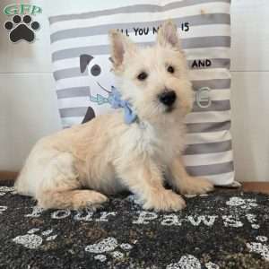 Van, Scottish Terrier Puppy