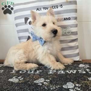 Van, Scottish Terrier Puppy