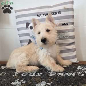 Van, Scottish Terrier Puppy