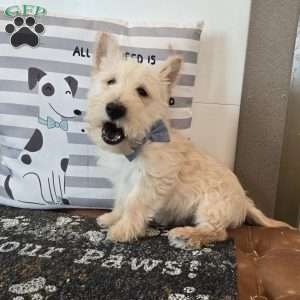 Van, Scottish Terrier Puppy