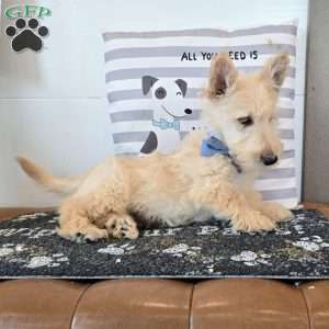 Victor, Scottish Terrier Puppy