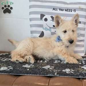 Victor, Scottish Terrier Puppy