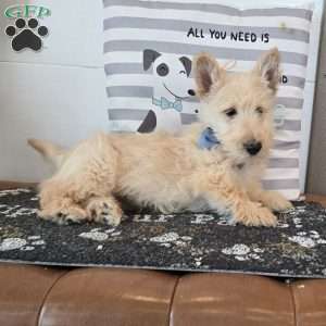 Victor, Scottish Terrier Puppy
