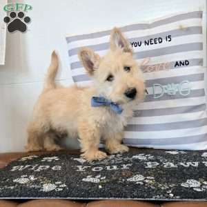 Victor, Scottish Terrier Puppy