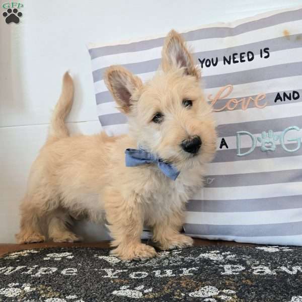 Victor, Scottish Terrier Puppy