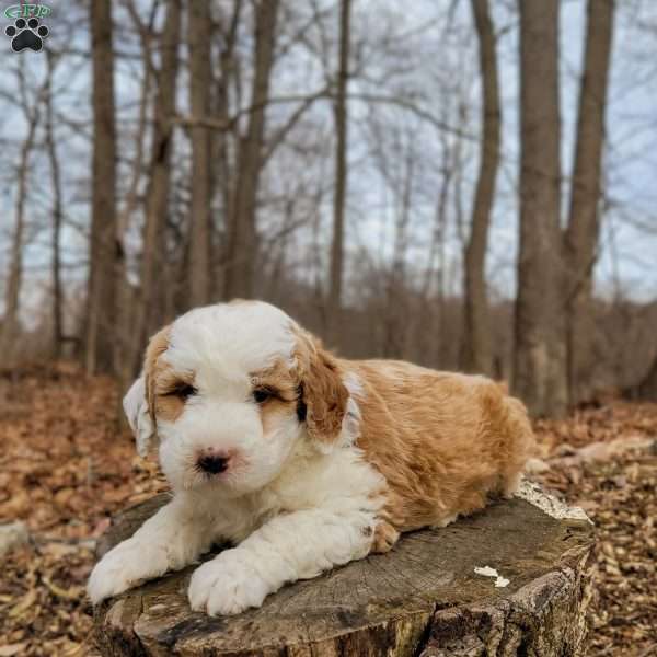 Milton, Mini Bernedoodle Puppy