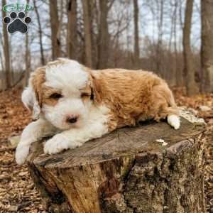 Milton, Mini Bernedoodle Puppy