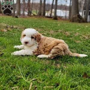 Milton, Mini Bernedoodle Puppy