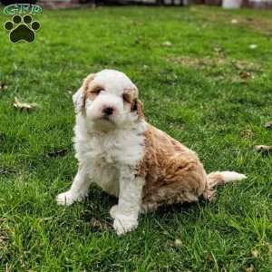 Milton, Mini Bernedoodle Puppy