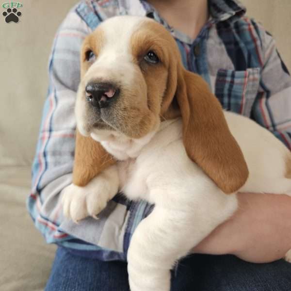 Peaches, Basset Hound Puppy