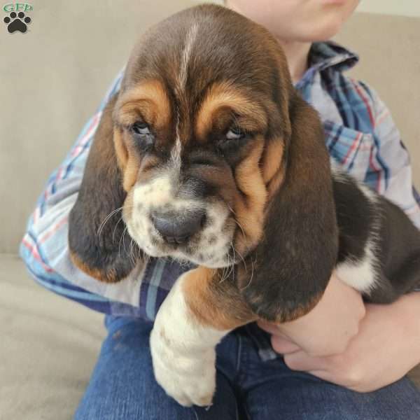 Duke, Basset Hound Puppy