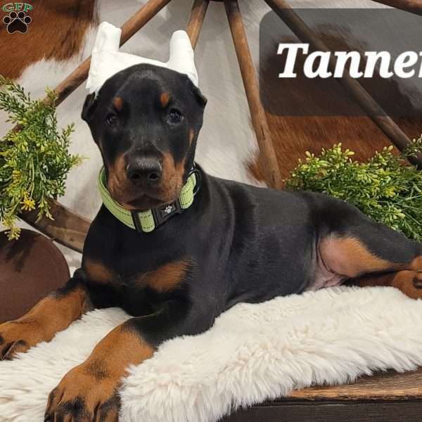 Tanner, Doberman Pinscher Puppy