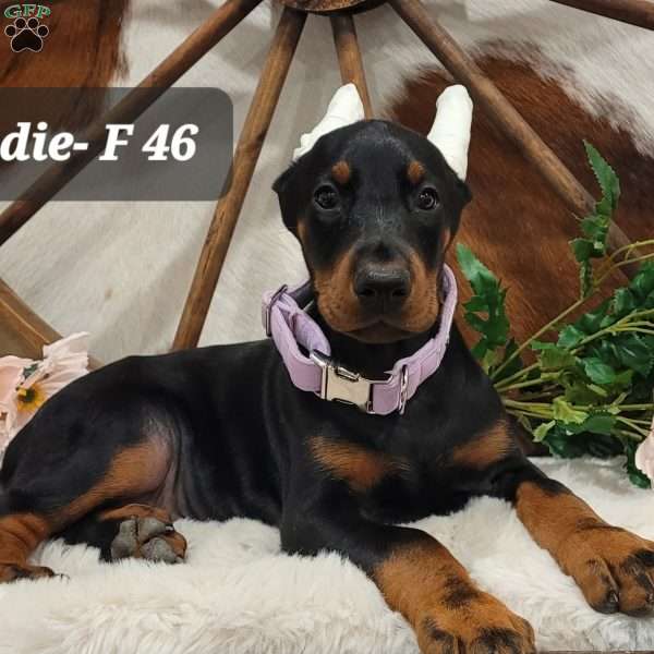 ADDIE, Doberman Pinscher Puppy