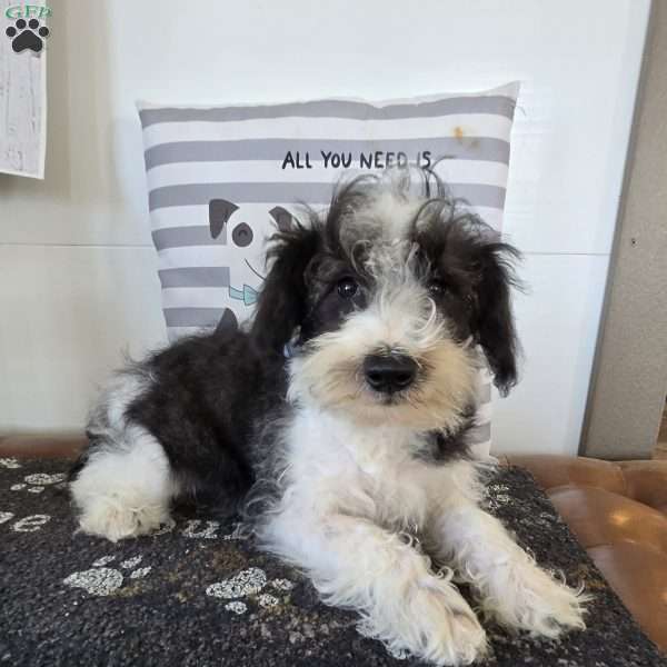 Dusty, Mini Schnoodle Puppy