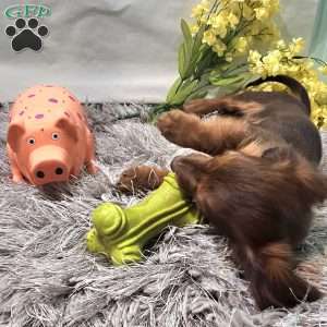 Scott, Dachshund Puppy