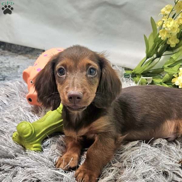 Scott, Dachshund Puppy