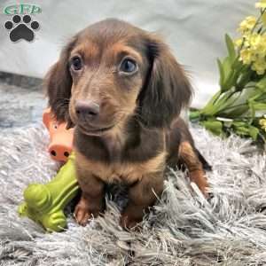 Scott, Dachshund Puppy