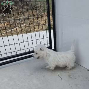 Paul, West Highland Terrier Puppy