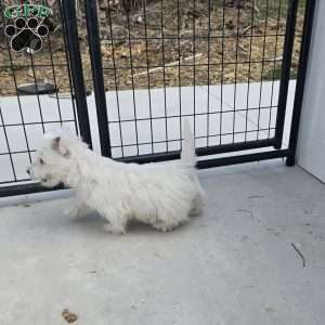 Paul, West Highland Terrier Puppy