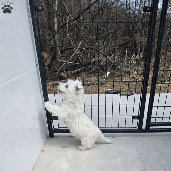 Paul, West Highland Terrier Puppy