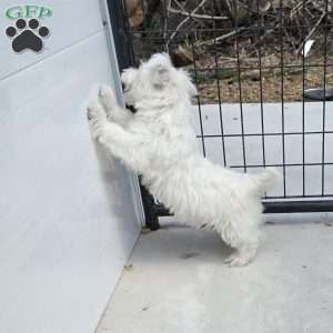 Paul, West Highland Terrier Puppy