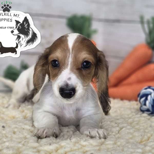 Olaf, Dachshund Puppy