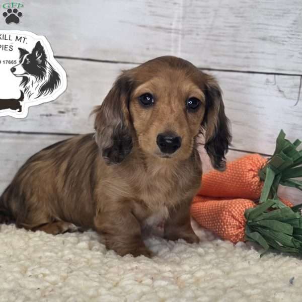 Muffin, Dachshund Puppy