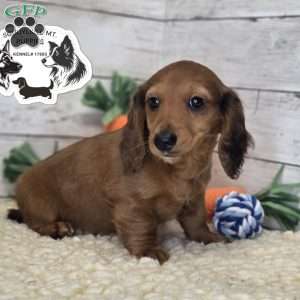 Mavis, Dachshund Puppy