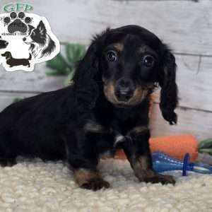 Marvin, Dachshund Puppy
