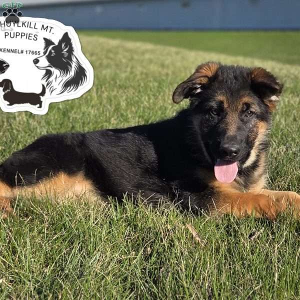 Skye, German Shepherd Puppy