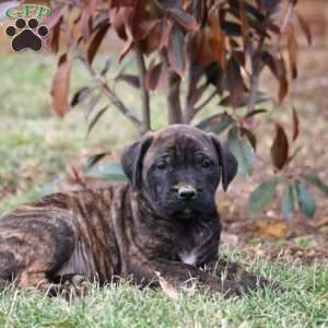 Kodiak, English Mastiff Puppy