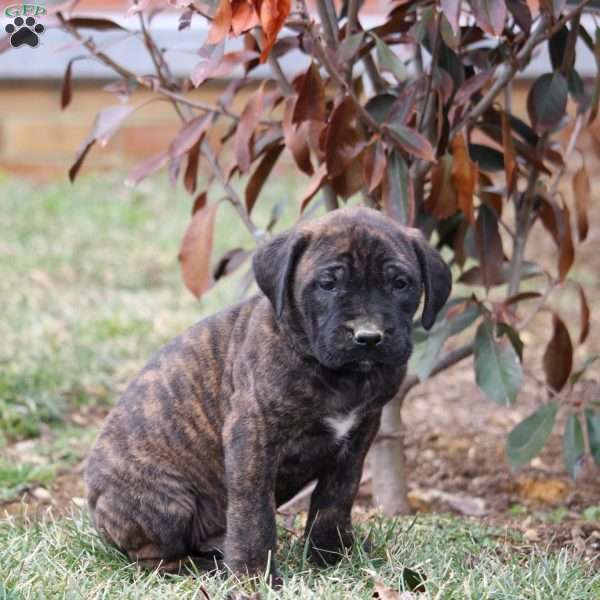 Kodiak, English Mastiff Puppy