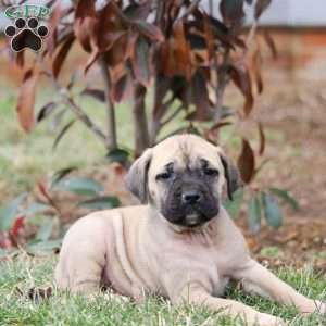 Sierra, English Mastiff Puppy