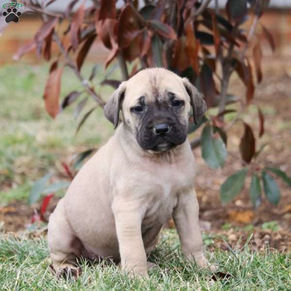 Sierra, English Mastiff Puppy