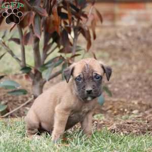 Rocky, English Mastiff Puppy