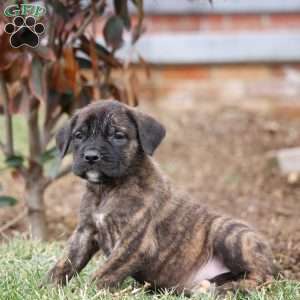 Aspen, English Mastiff Puppy