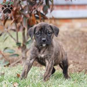 Aspen, English Mastiff Puppy