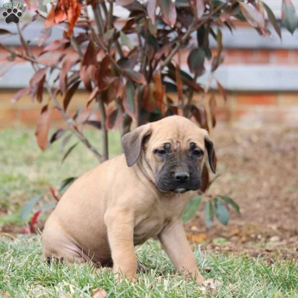 Dakota, English Mastiff Puppy