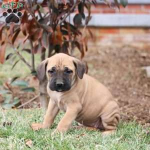 Dakota, English Mastiff Puppy