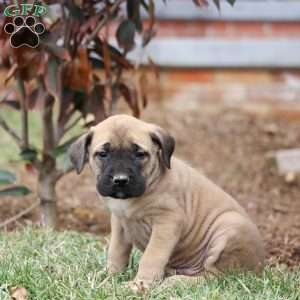 Everest, English Mastiff Puppy