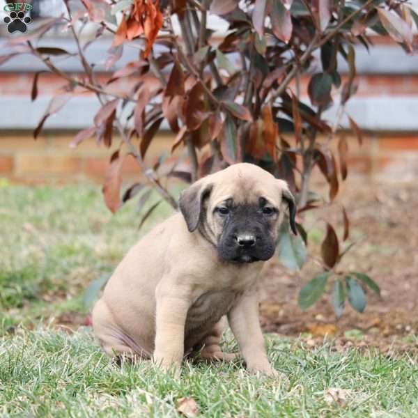 Everest, English Mastiff Puppy