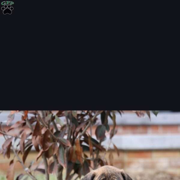 Aspen, English Mastiff Puppy