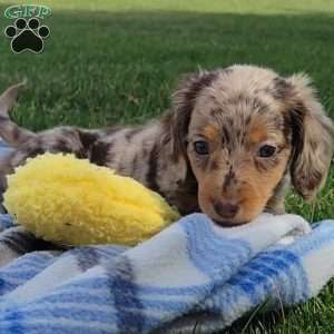 Sage- miniature, Dachshund Puppy